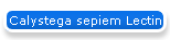 Calystega sepiem Lectin