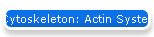 Cytoskeleton: Actin System (Human)