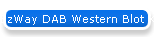 EzWay DAB Western Blot Kit