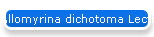 Allomyrina dichotoma Lectin