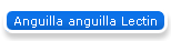Anguilla anguilla Lectin
